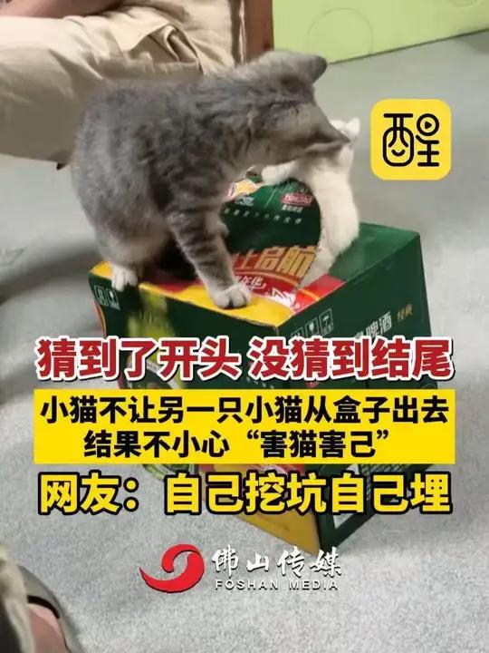 猜到了开头,没猜到结尾。小猫不让另一只小猫从盒子出去,结果不小心“害猫害己”,网友:自己挖
