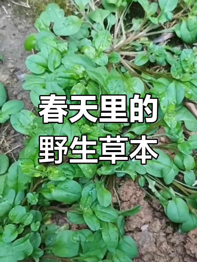 春天的野菜,附地菜的食用与药用价值