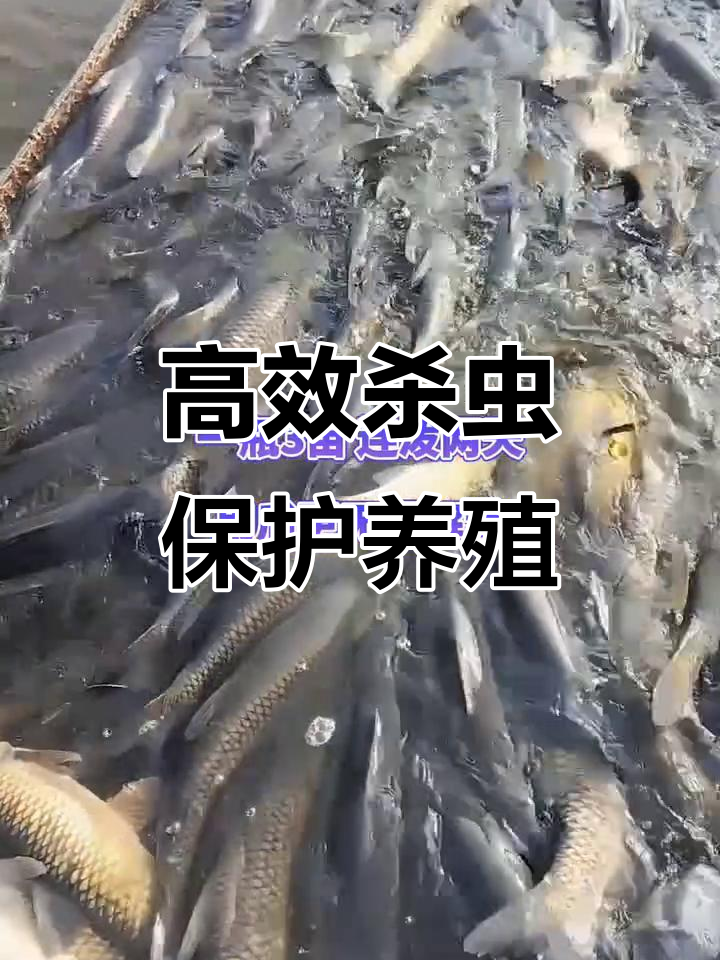 一瓶杀虫药,轻松解决鱼虾蟹寄生虫问题