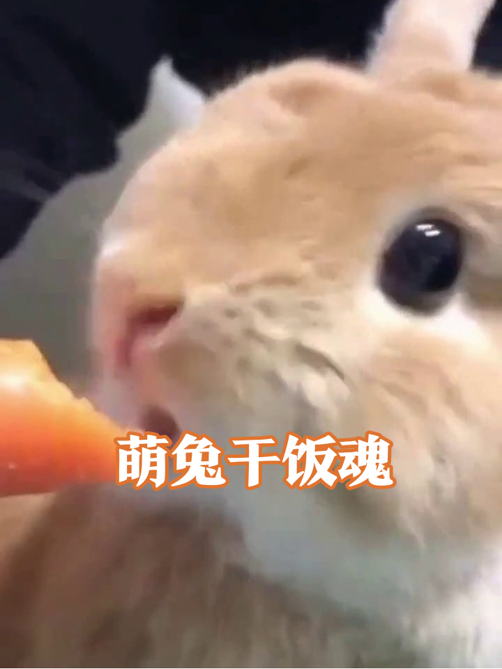 兔子吃胡萝卜有多专注?小嘴巴动不停,萌化了!