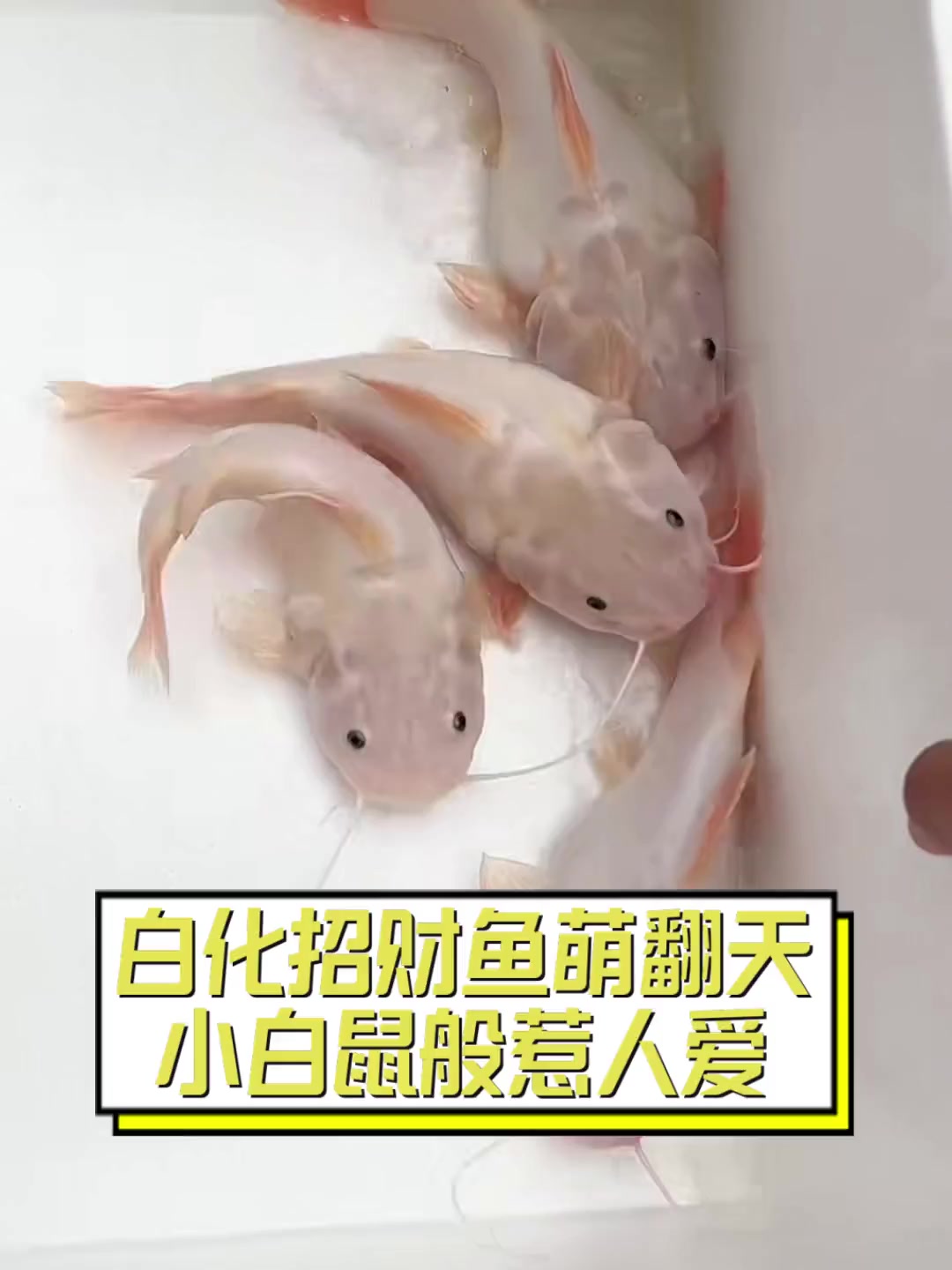 白化招财鱼萌翻天,小白鼠般惹人爱