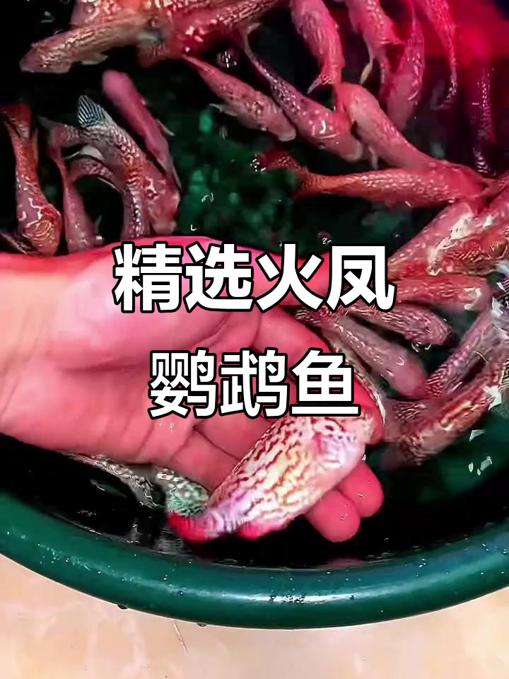 新鱼到货!精选火凤凰罗汉鱼,品质上乘