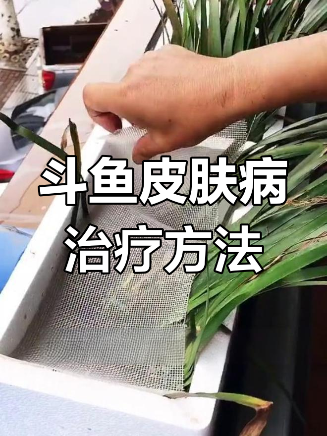 斗鱼皮肤疾病治疗法:简单操作让鱼儿恢复健康