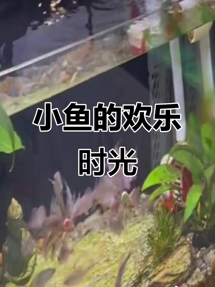 近距离观察小鱼,双色鱼粮让它们吃得欢快!