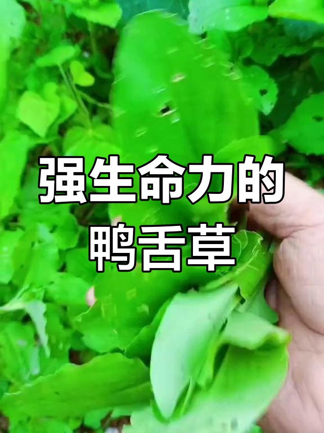鸭舌草:生命力极强的夏季植物,全光照半光照都能生长