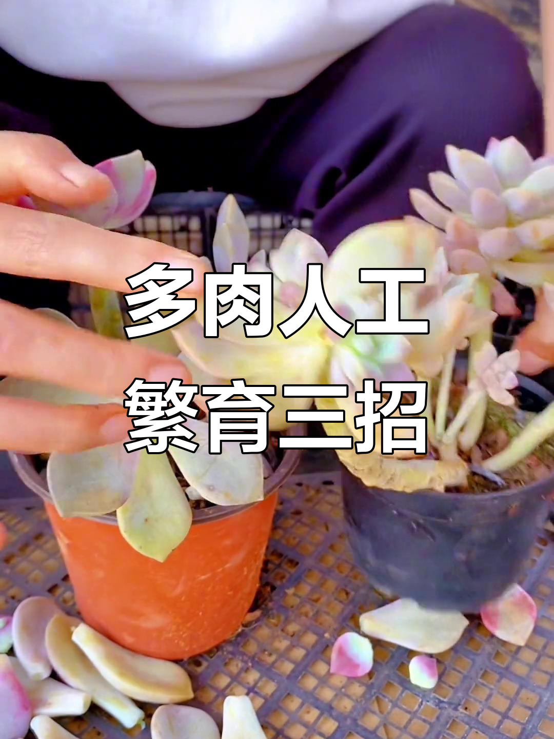 紫乐多肉繁殖技巧大揭秘,三种方法帮你快速爆仔