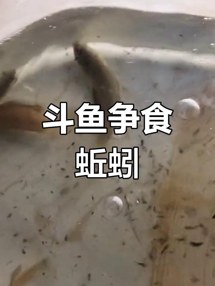 斗鱼抢蚯蚓,激烈争夺战一触即发