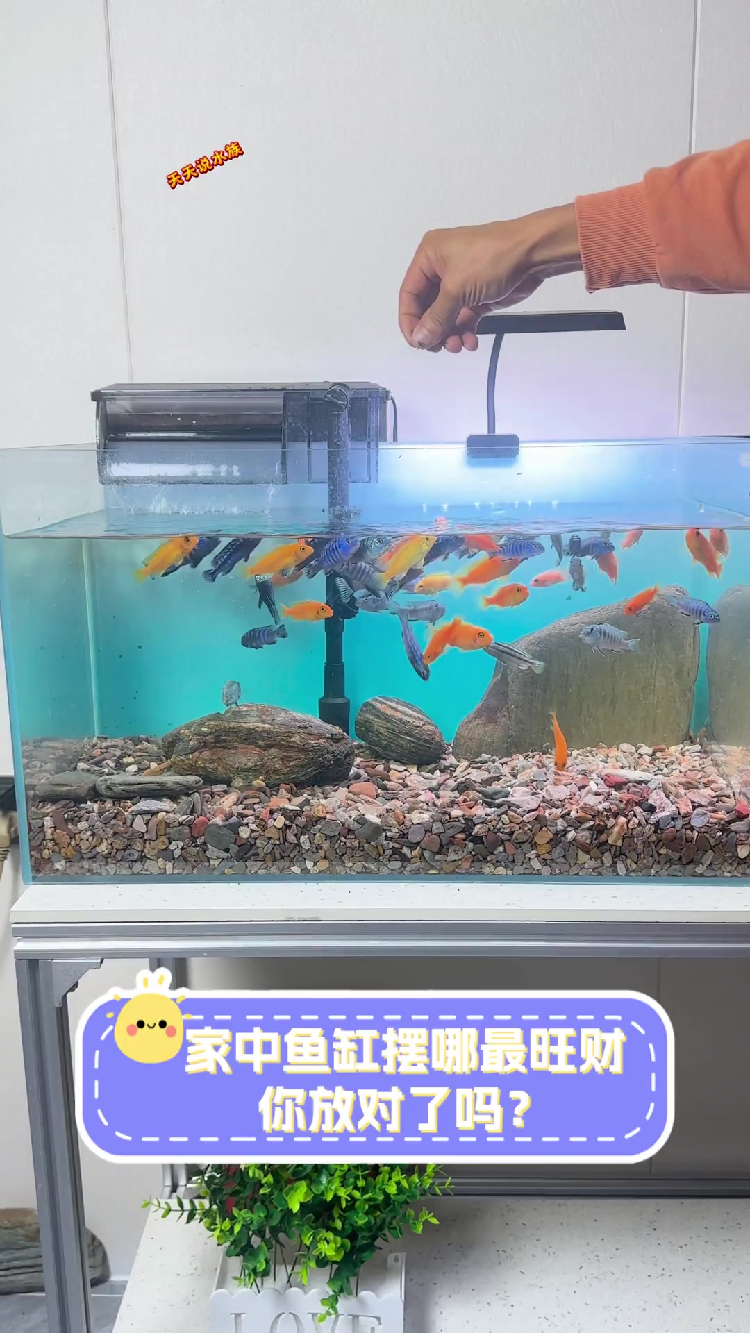 家中鱼缸摆哪最旺财,你放对了吗?