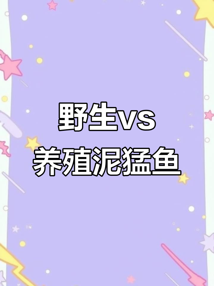 野生与养殖泥猛鱼大对比:体形、颜色全不同