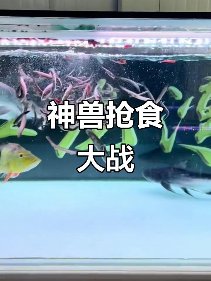 鲨鱼、龙鱼和虎鱼的食欲大比拼，一盆鱼食全搞定！