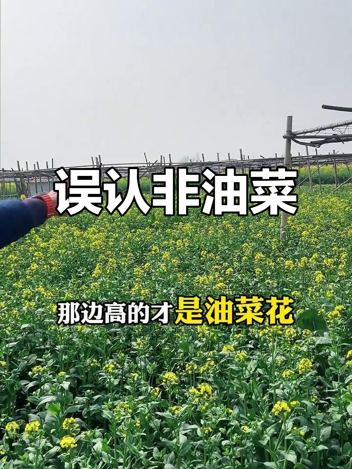 这绝对不是油菜花,重要信息重复三次!