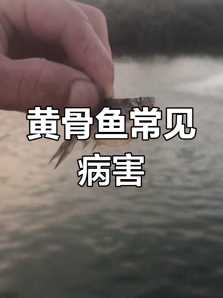 黄颡鱼腹水病症状分析