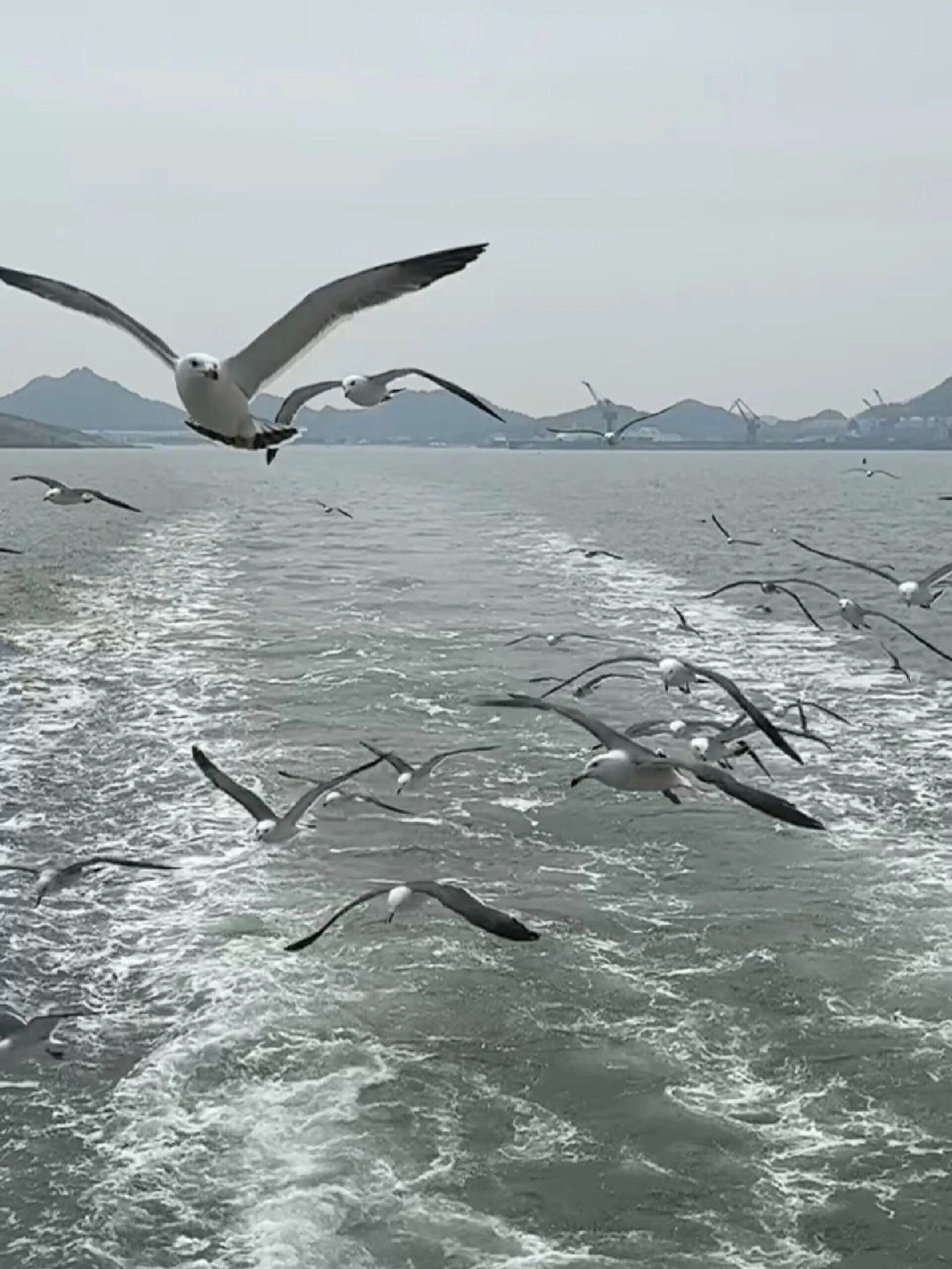 海鸥翱翔 自由飞翔飞鸟素材海边