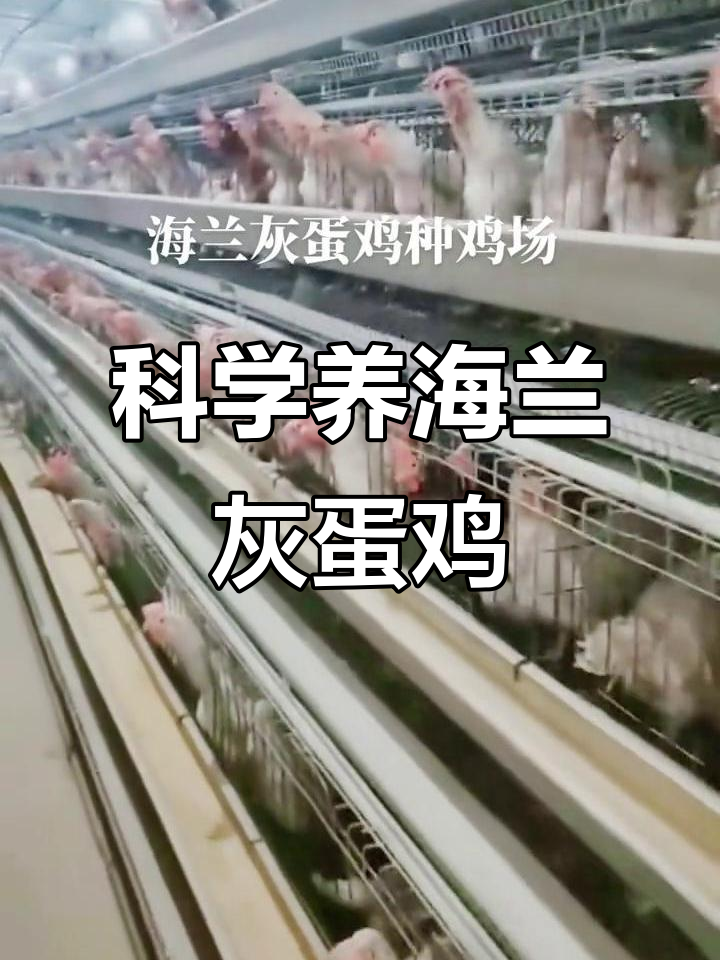 海兰灰蛋鸡养殖技巧,科学管理助力健康生长