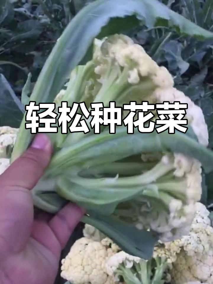 青梗灯花菜种植指南