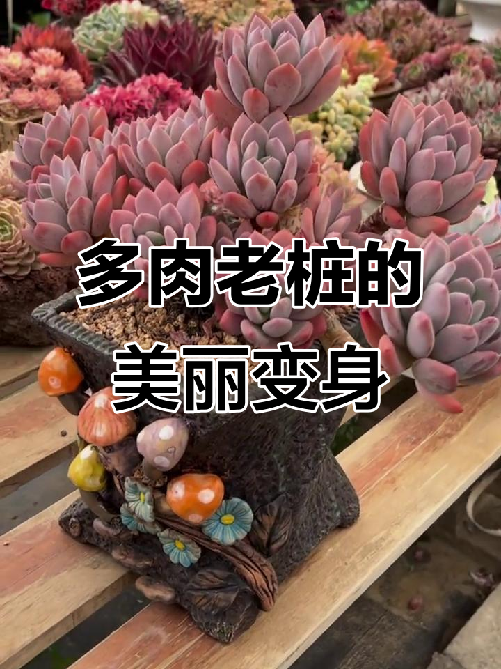 灰姑娘多肉老桩,独特造型惊艳来袭