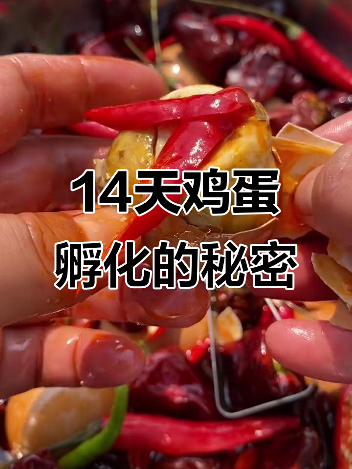 14天鸡蛋孵化,看小生命的血管与胚胎发育