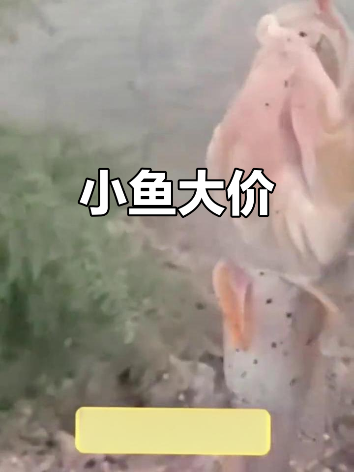 6种珍稀小鱼,钓过几种?价格惊人!