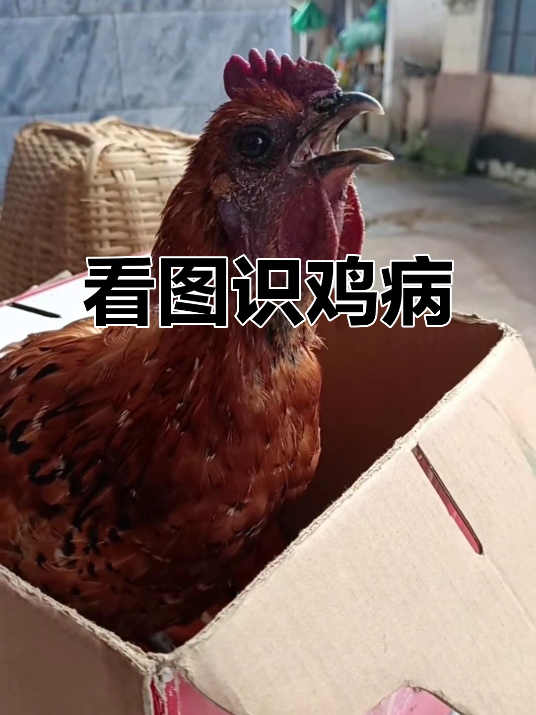 常见鸡病识别与治疗方案,快速掌握!