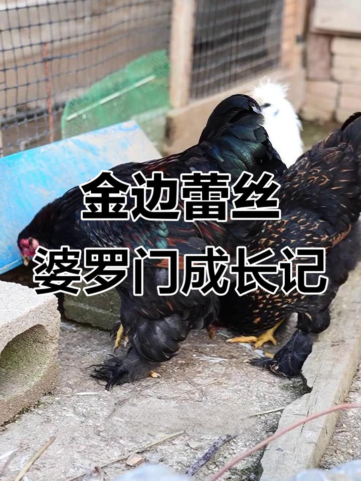 婆罗门母鸡长成,蕾丝花纹越来越美,柠檬球也开始下蛋了