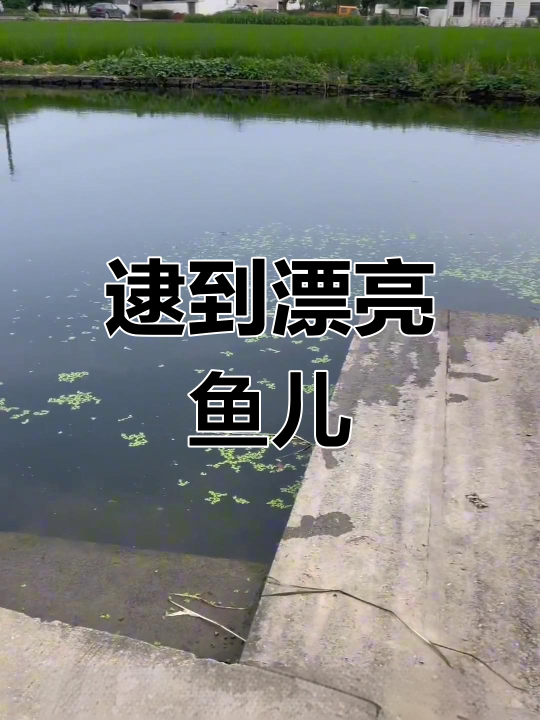 钓鱼陷阱大揭秘,彩色鱼现身