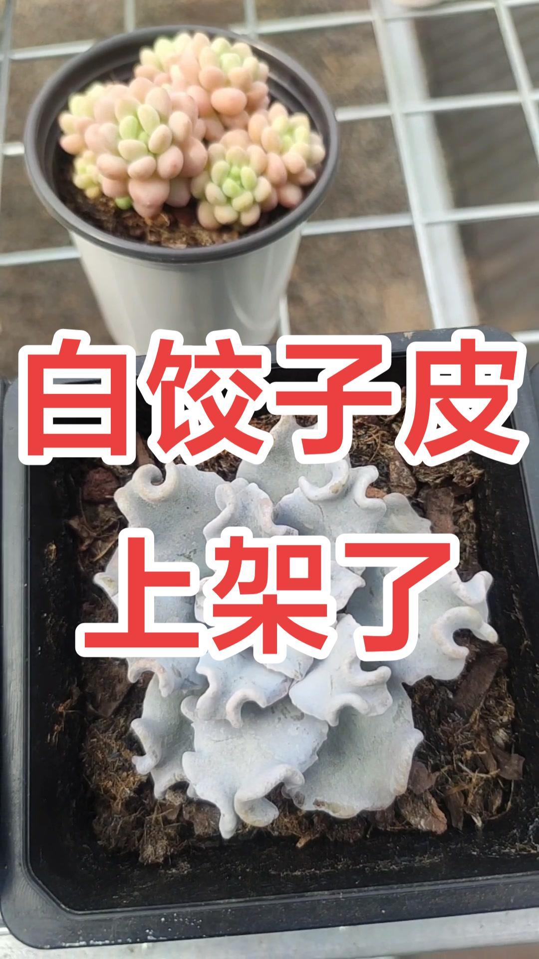 白饺子皮也就是芭蕾舞者。白底淡紫色,布满了蕾丝褶皱边。可以叶插,成活率高。来吧,开播上架