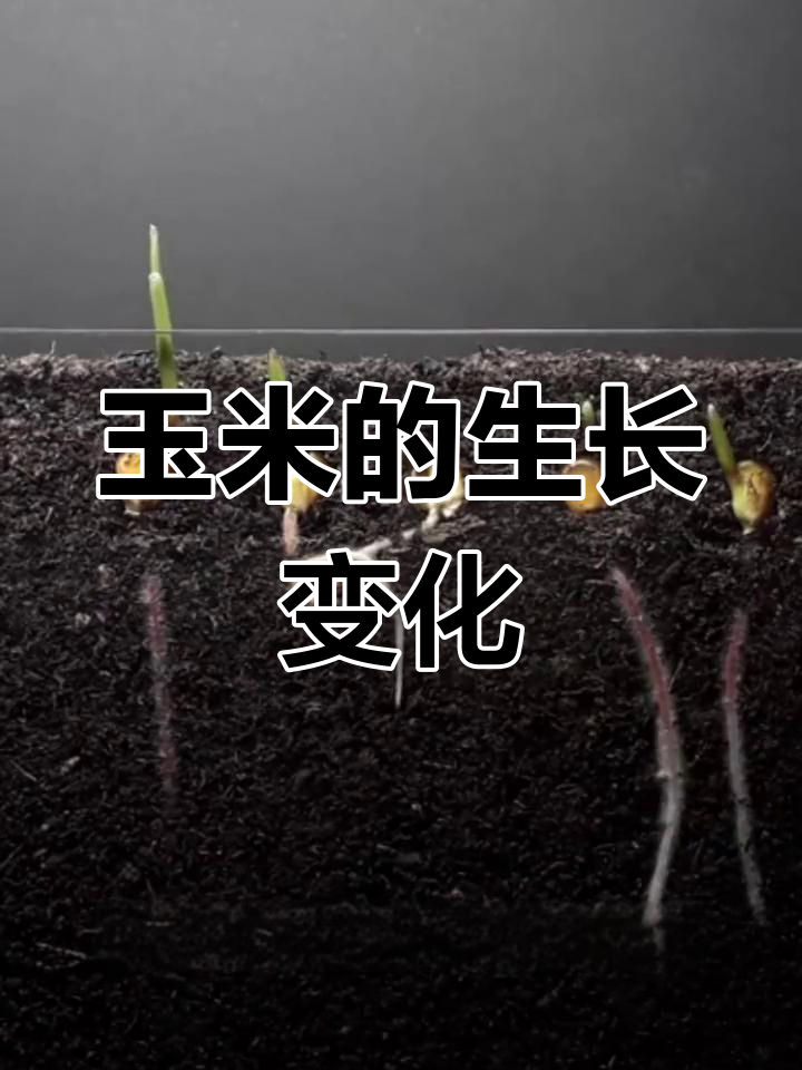 玉米埋土100天后,生长过程揭秘