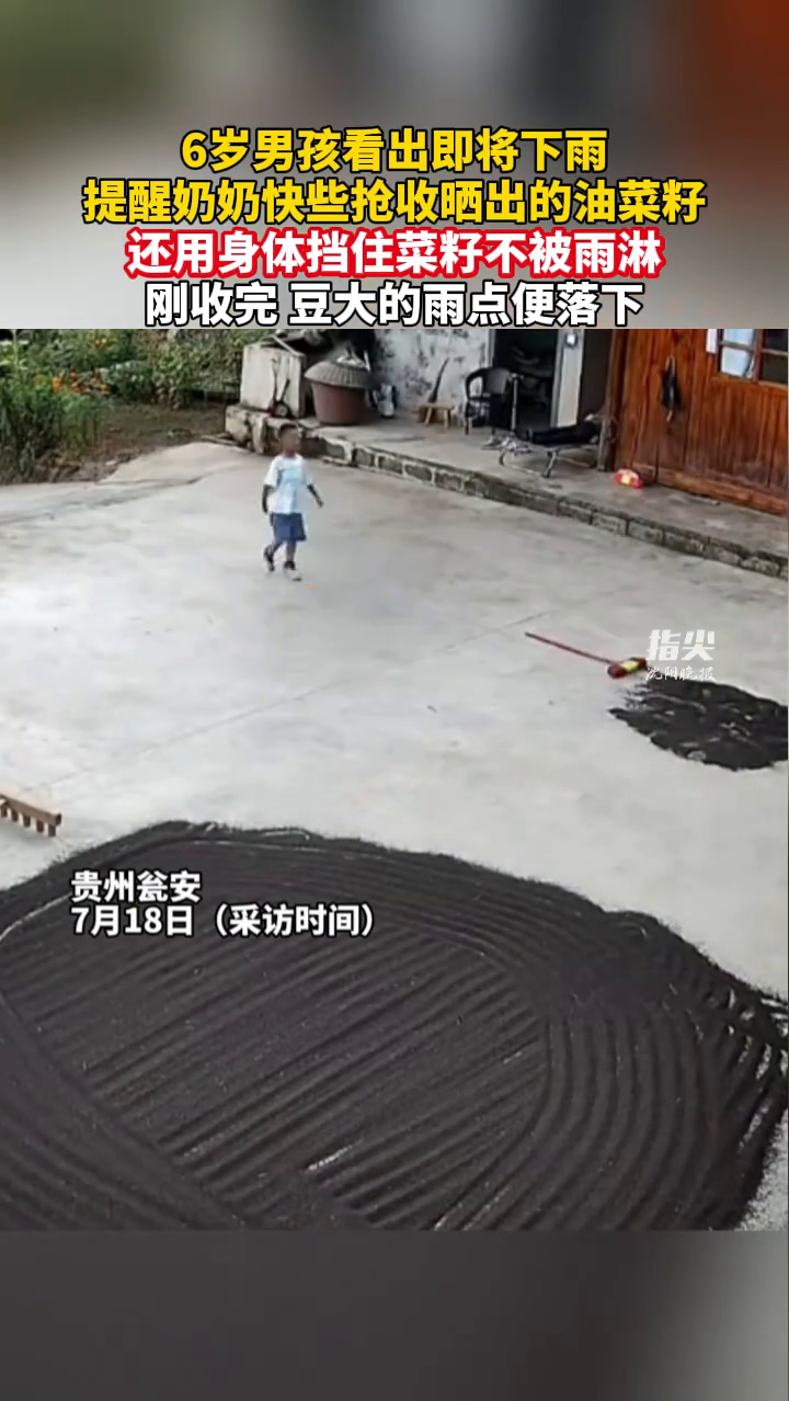 6岁男孩看出即将下雨 提醒奶奶快些抢收晒出的油菜籽