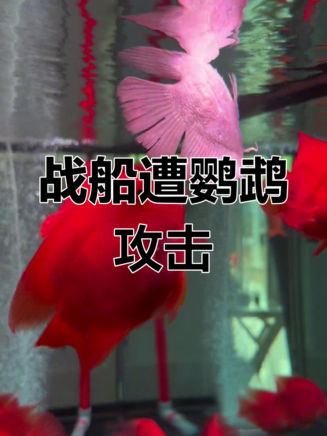 战船鹦鹉鱼混养,结果被打的遍体鳞伤