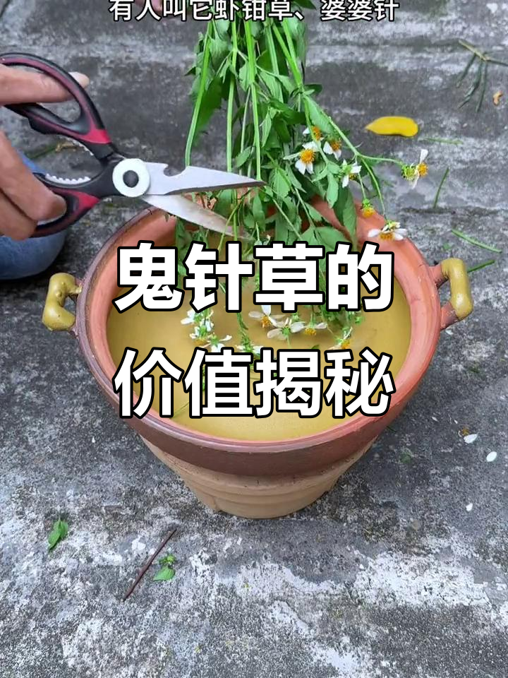 鬼针草的神奇作用,农村常见却鲜为人知