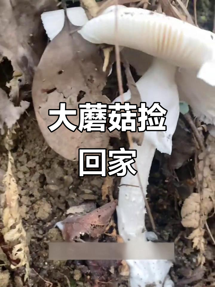 发现鸡蛋菌和鸭蛋菌,超大一朵!