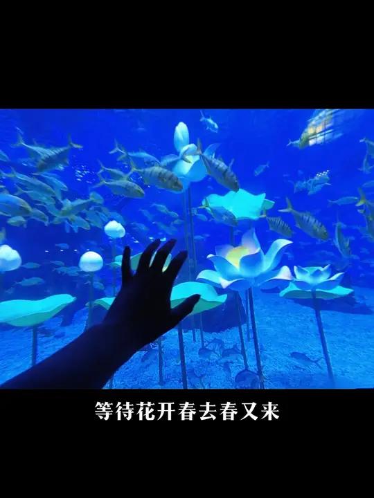 我在海底种荷花,荷花长得大又大 济南融创海世界菏间锦鲤荷花