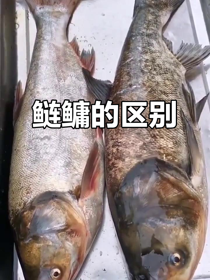 鲢鱼与鳙鱼的区别：你了解吗？