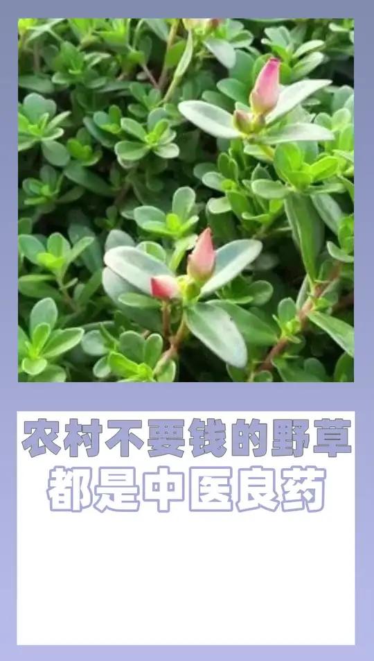路边这些不要钱的野草 都是中医里的名药材