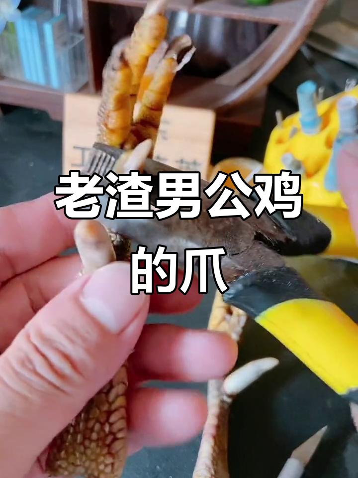 这只公鸡爪子弯成艺术品,究竟有多老?