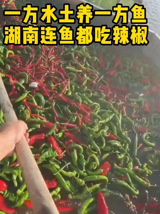 这些鱼的尾巴是不是要做成洞庭鱼尾啊