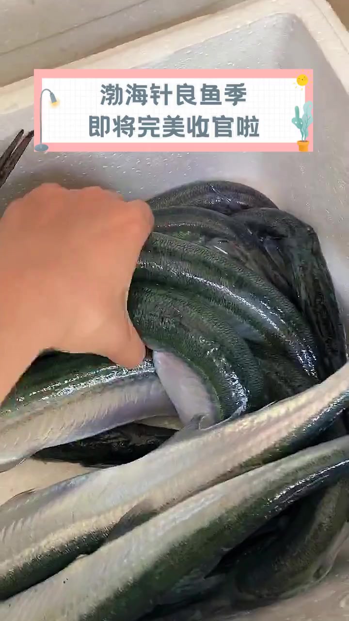 渤海针良鱼季,即将完美收官啦