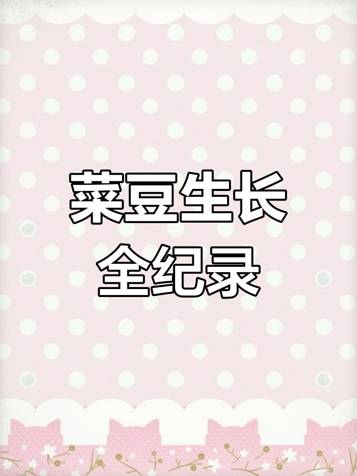 25天见证菜豆从种子到幼苗的成长奇迹