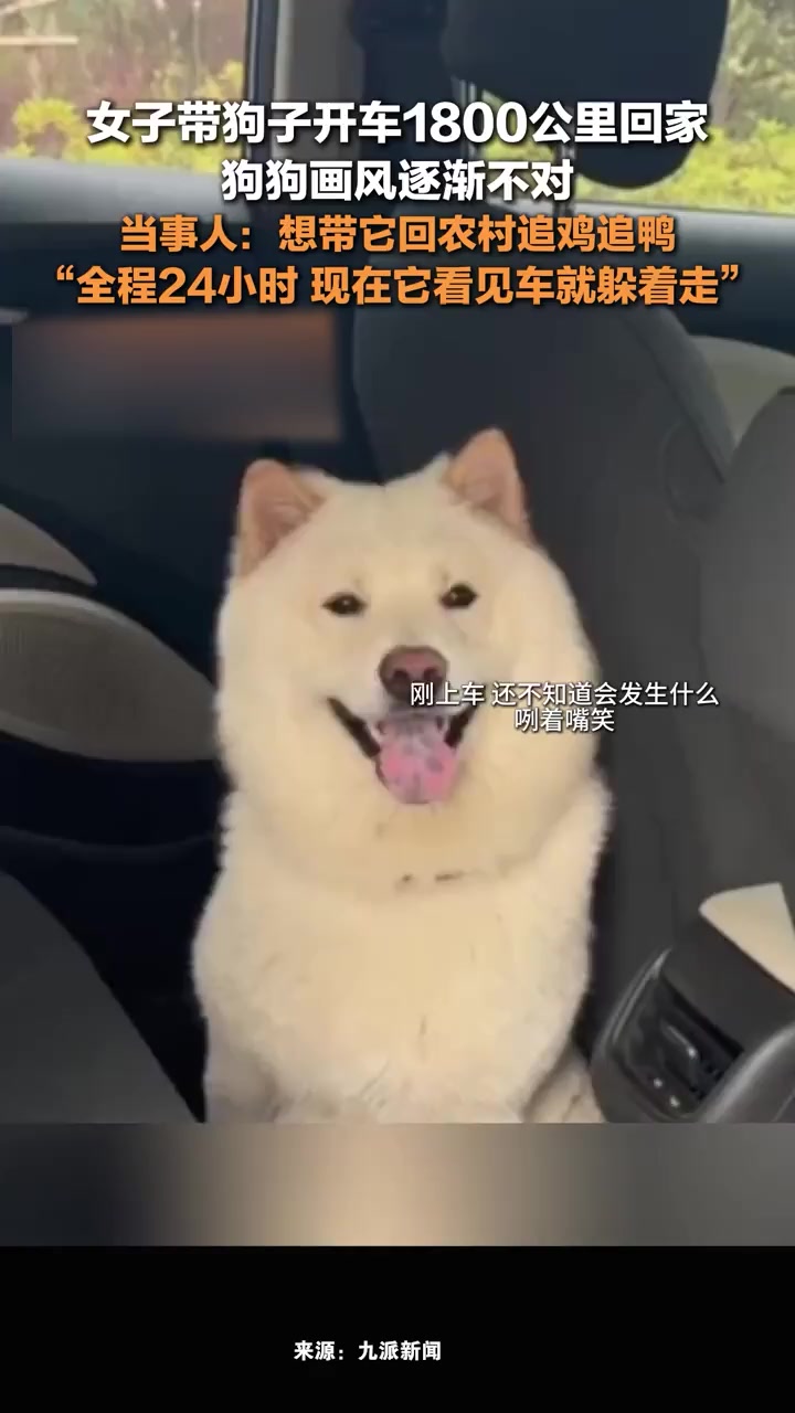 女子回应开1800公里带狗狗回家:想带它回农村追鸡追鸭,现在它看见车就躲着走