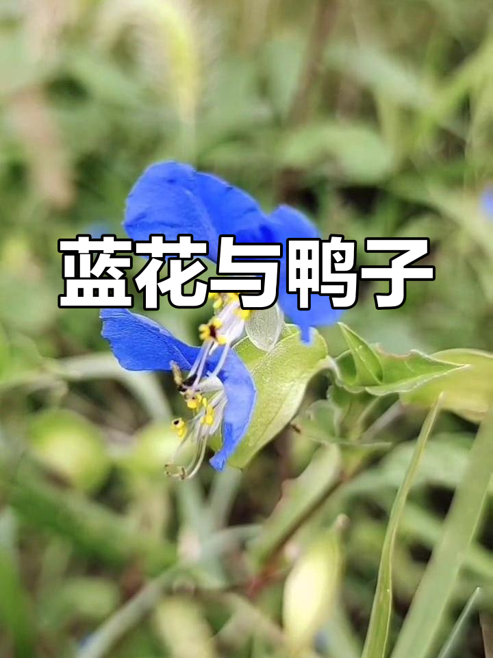 蓝色小花生长溪边,鸭子爱吃其叶,故称鸭跖草