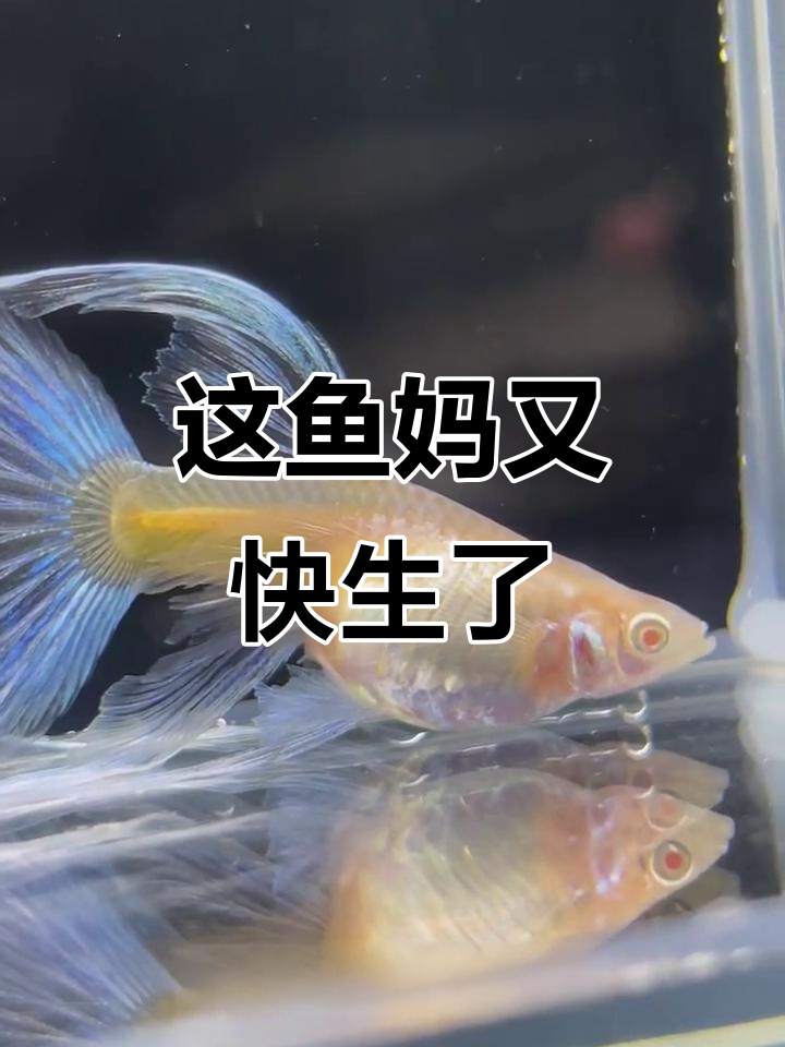 鱼妈妈又要生小鱼了,肚子鼓鼓的,猜一下能有多少宝宝?