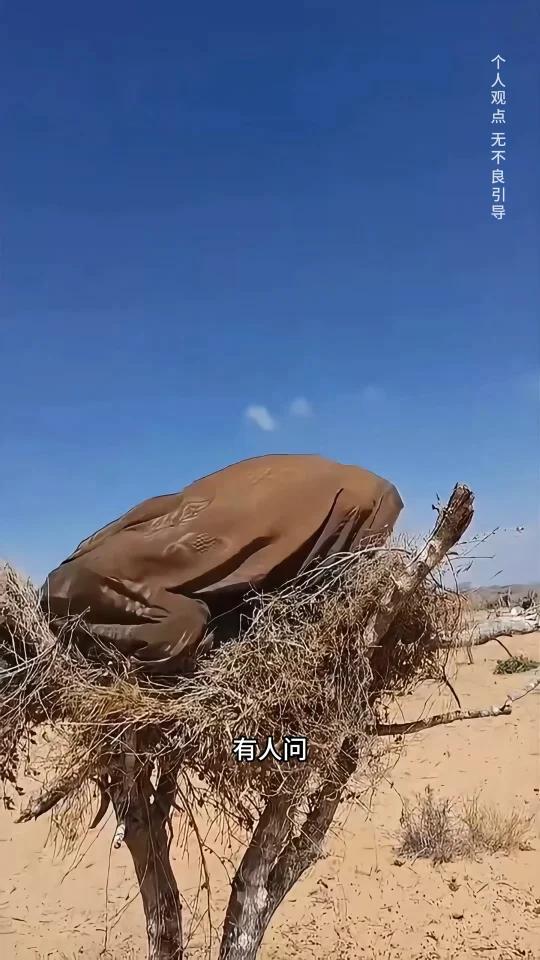 非洲的猴面包树有多神奇？不仅能吃能喝还能住人！
