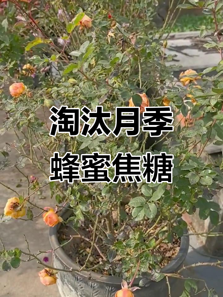 月季“蜂蜜焦糖”淘汰记:大植株小花朵,不值得留