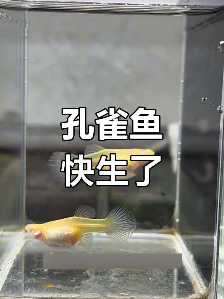 孔雀鱼临产征兆,肚子鼓胀眼睛可见!