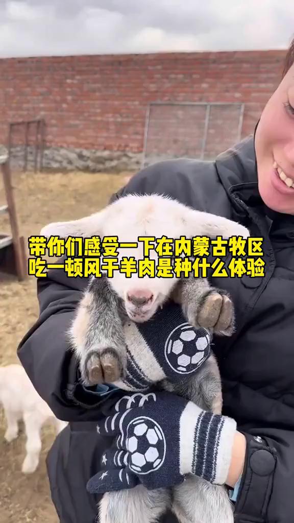 内蒙古牧区,体验风干羊肉美食盛宴