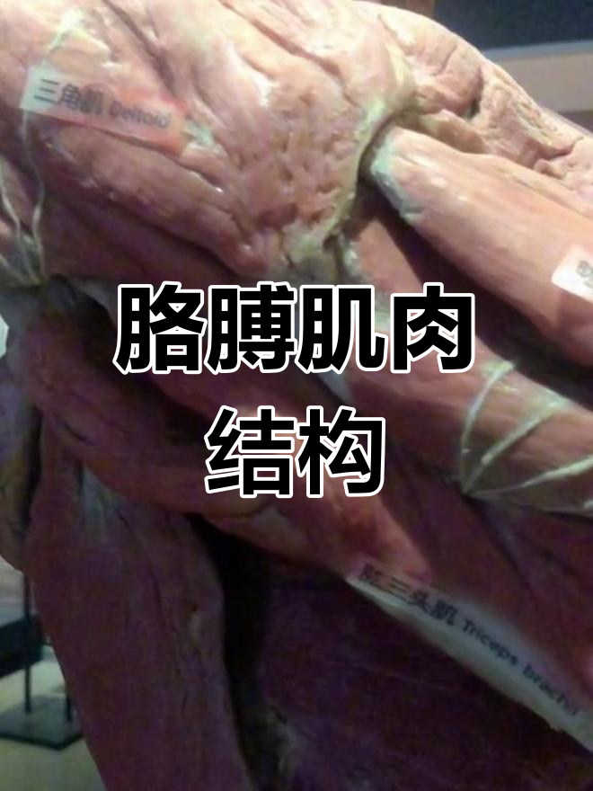 上肢肌肉解剖展示