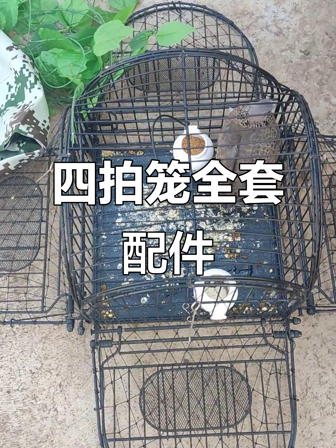 户外拍笼制作全攻略,轻松捕捉竹鸡、鹧菇等鸟类