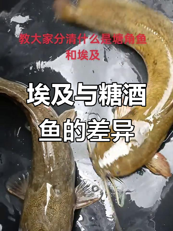 埃及和塘角鱼的区别,你分得清吗?