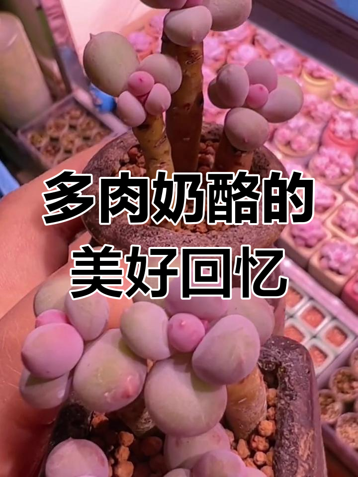 回到过去,多肉奶酪的甜蜜时光