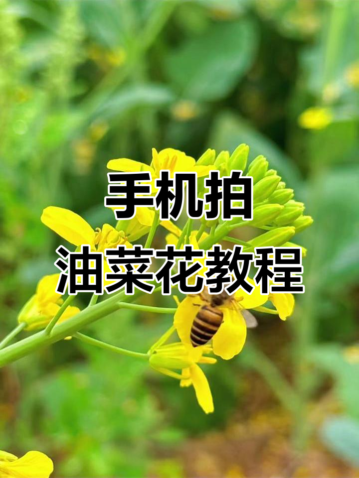 用手机拍油菜花大片,轻松掌握拍摄技巧